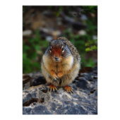 リチャードソンの地面リス フォトプリント            (正面)