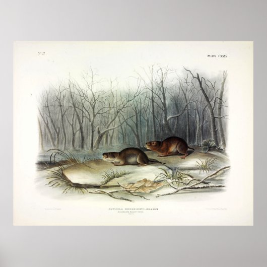 リチャードソンの牧草地マウス、ウォーターVole by Audubon ポスター (正面)