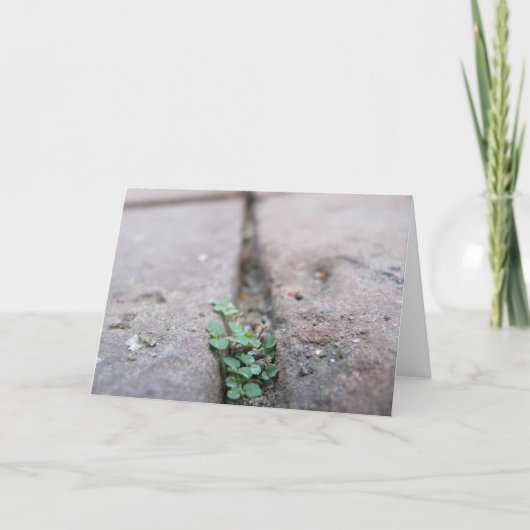 リチャードDodd著一流のキヅタ カード (正面)