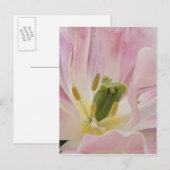 リッセ、ケウケンホフ・ガーデンズ、チューリップ・クローズアップ。 ポストカード (正面/裏面)