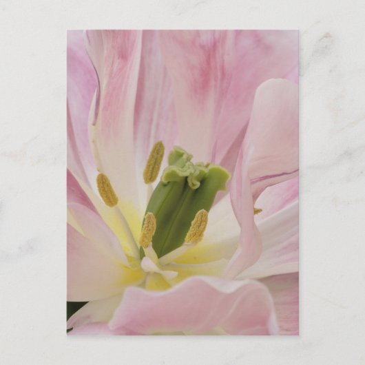 リッセ、ケウケンホフ・ガーデンズ、チューリップ・クローズアップ。 ポストカード (正面)