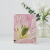 リッセ、ケウケンホフ・ガーデンズ、チューリップ・クローズアップ。 ポストカード (スタンド正面)