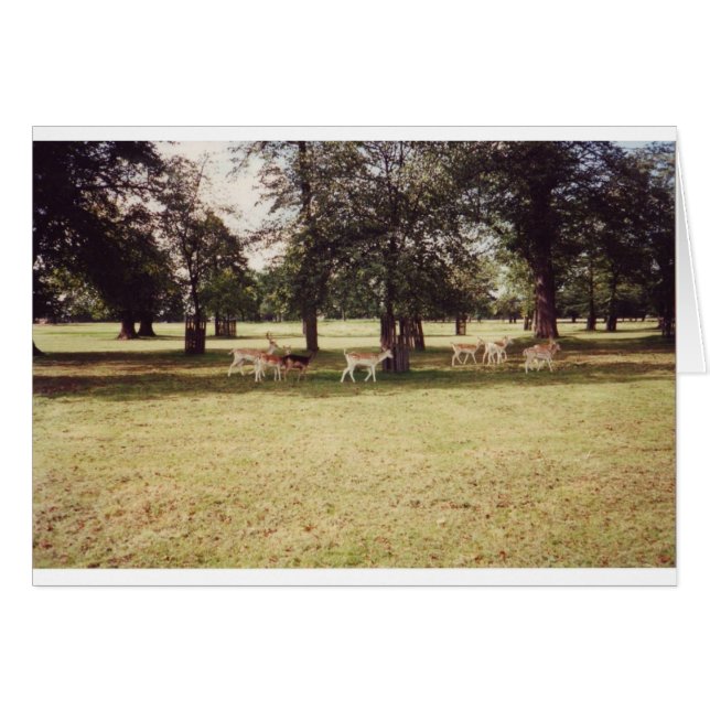 リッチモンド公園のシカ (正面横)