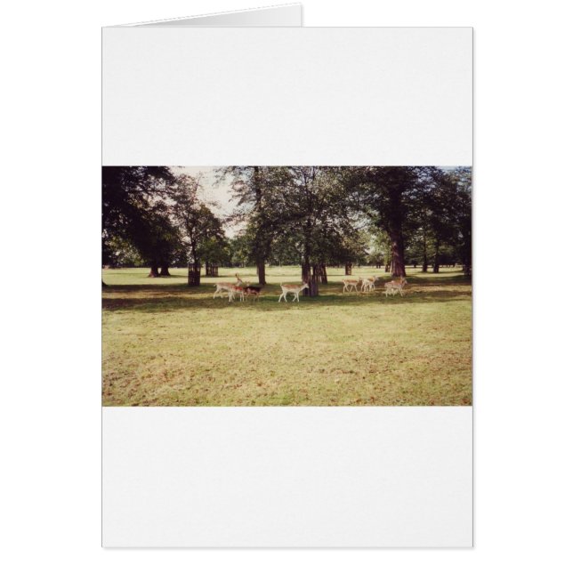 リッチモンド公園のシカ (正面)