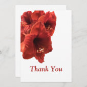 リッチ自然ルビーレッドAmaryllis合成写真 サンキューカード (正面/裏面)