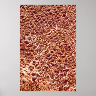 リップルオンサンドバー ポスター