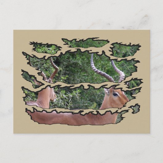 リップワイルドライフインパラ鏡 シーズンポストカード (正面)