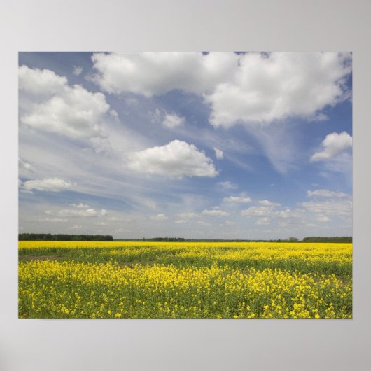 リトアニア，中央リトアニア，ジョニスキス，フィールド ポスター (正面)