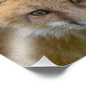 リトルかわいこちゃんキツネポートレート フォトプリント            (角)