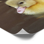 リトルアヒル ポスター (角)