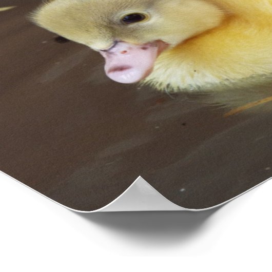 リトルアヒル ポスター (角)