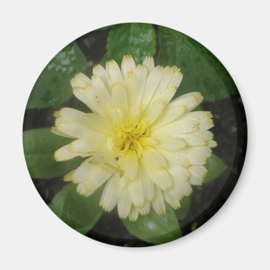 リトルイエローマリゴールド磁石 マグネット (正面)