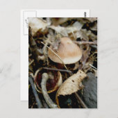 リトルオレンジハットハガキ ポストカード (正面/裏面)