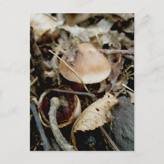 リトルオレンジハットハガキ ポストカード (正面)