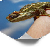 リトルカメレオン ポスター (角)