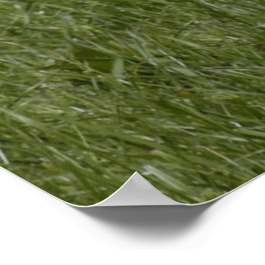 リトルカーフ ポスター (角)