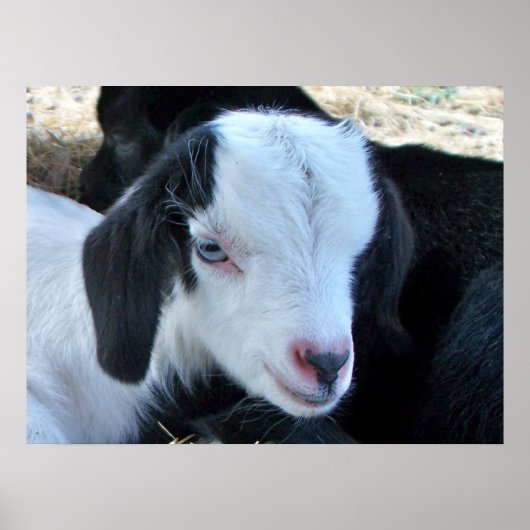 リトルキッド顔 ポスター (正面)