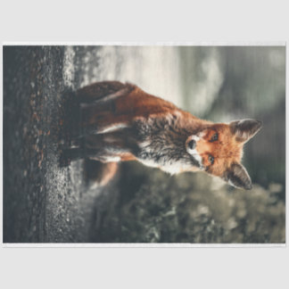 リトルキツネ 薄葉紙