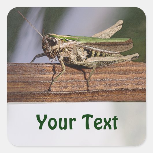 リトルグリーングラスショッパー名ギフトラベル蔵書票 スクエアシール (正面)