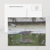 リトルグリーンヘロン ポストカード (正面/裏面)