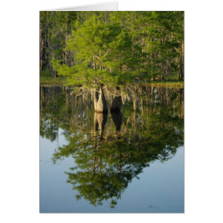 リトルサイプレス1