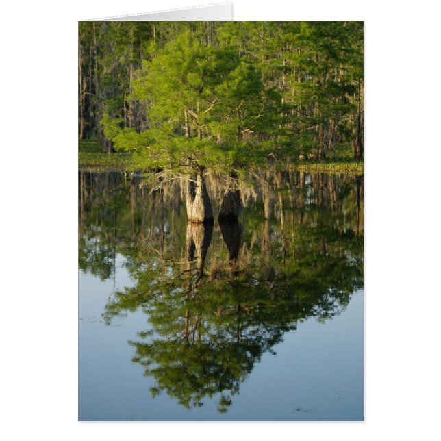 リトルサイプレス1 (正面)