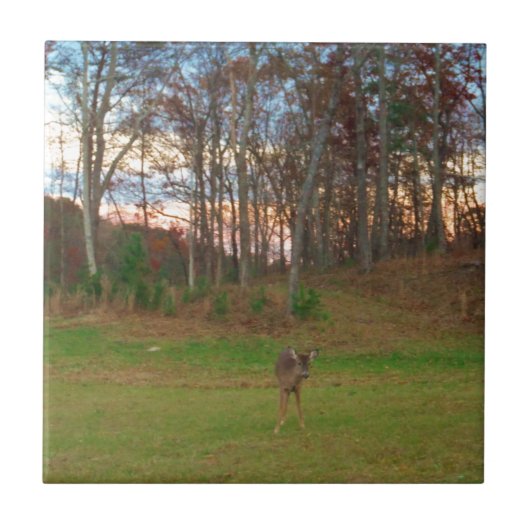 リトルシカ&アピンクサンセット タイル (正面)