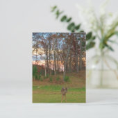 リトルシカ&アピンクサンセット ポストカード (スタンド正面)