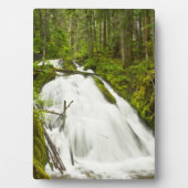 リトルジグザグ秋 |山フード国有林 フォトプラーク (正面)