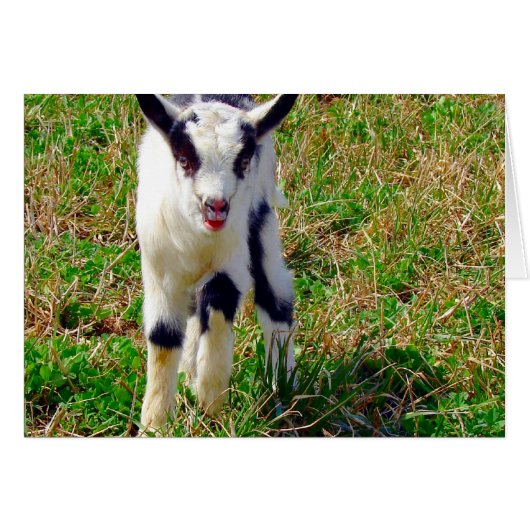 リトルスポット (正面横)