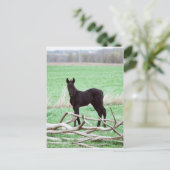 リトルダーク子馬 ポストカード (スタンド正面)