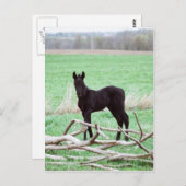 リトルダーク子馬 ポストカード (正面/裏面)