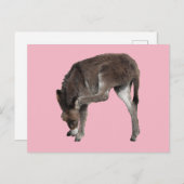 リトルチョコレートドンキーフォールの耳掻き ポストカード (正面/裏面)