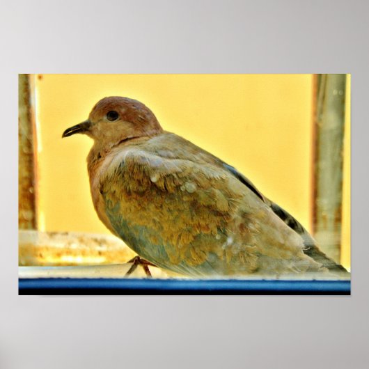 リトルドーブ ポスター (正面)