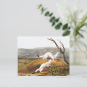 リトルニブルヴァーゼルプトリウスイラストレーション ポストカード (スタンド正面)