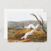 リトルニブルヴァーゼルプトリウスイラストレーション ポストカード (正面/裏面)