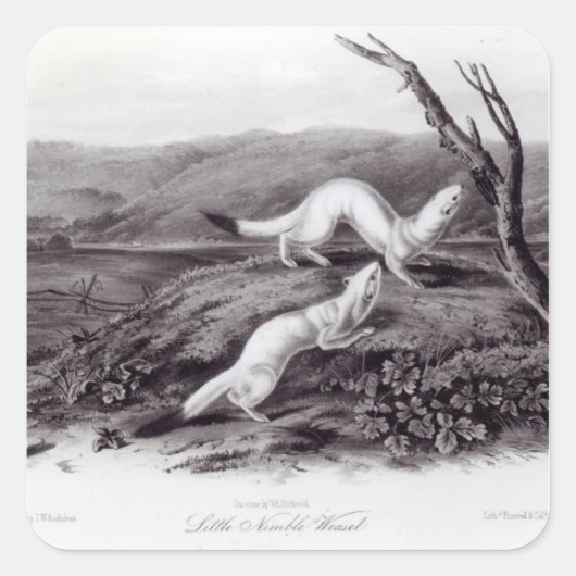 リトルニムブルヴァーゼル スクエアシール (正面)