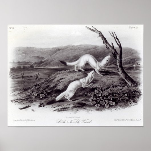 リトルニムブルヴァーゼル ポスター (正面)