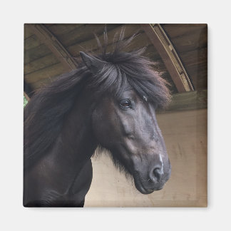 リトルバイキングホースノーブルヘッドマグネット マグネット