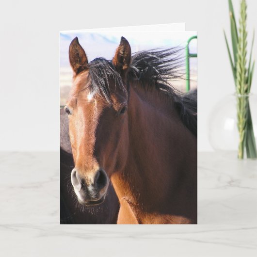 リトルビット カード (正面)