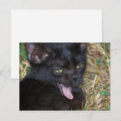 リトルビット ポストカード (正面/裏面)