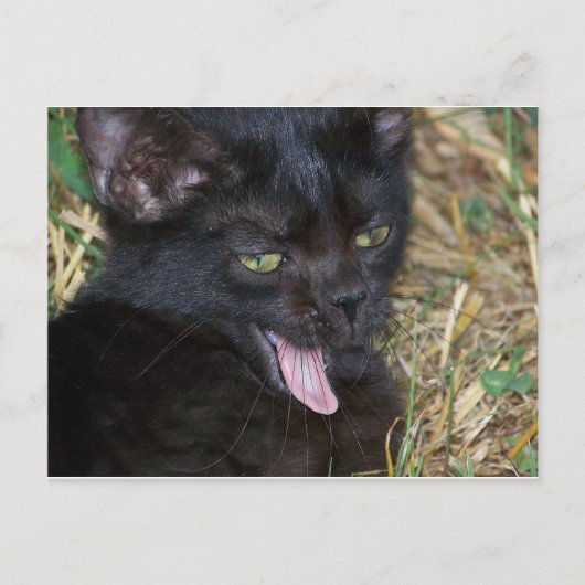 リトルビット ポストカード (正面)