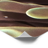 リトルピエロ ポスター (角)