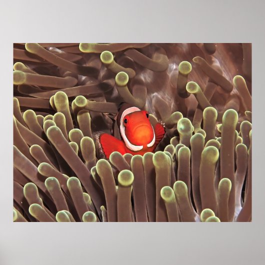 リトルピエロ ポスター (正面)