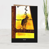 リトルフィンチ カード (裏面)