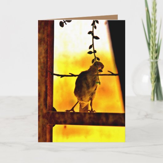 リトルフィンチ カード (正面)