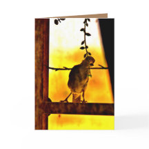 リトルフィンチ