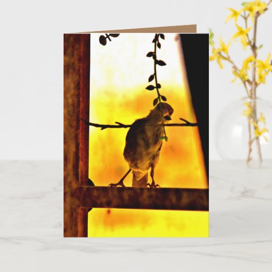 リトルフィンチ カード (黄色い花)