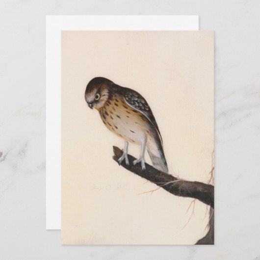 リトルフクロウ | ウィリアム・リーウィン (正面/裏面)