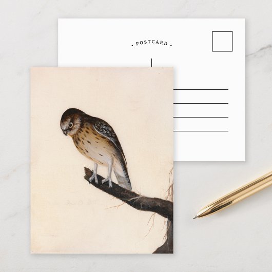 リトルフクロウ | ウィリアム・リーウィン ポストカード